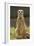 Meerkat, Suricate-null-Framed Photographic Print