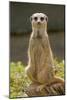 Meerkat, Suricate-null-Mounted Photographic Print