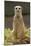 Meerkat, Suricate-null-Mounted Photographic Print