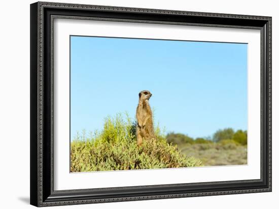 Meerkat. Western Cape Province, South Africa.-Keren Su-Framed Photographic Print