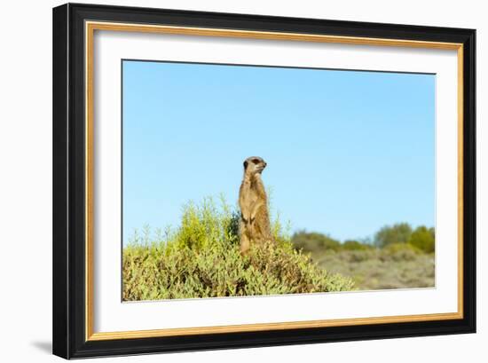 Meerkat. Western Cape Province, South Africa.-Keren Su-Framed Photographic Print