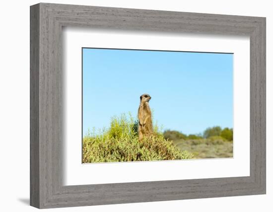 Meerkat. Western Cape Province, South Africa.-Keren Su-Framed Photographic Print