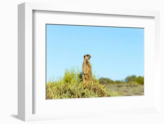 Meerkat. Western Cape Province, South Africa.-Keren Su-Framed Photographic Print