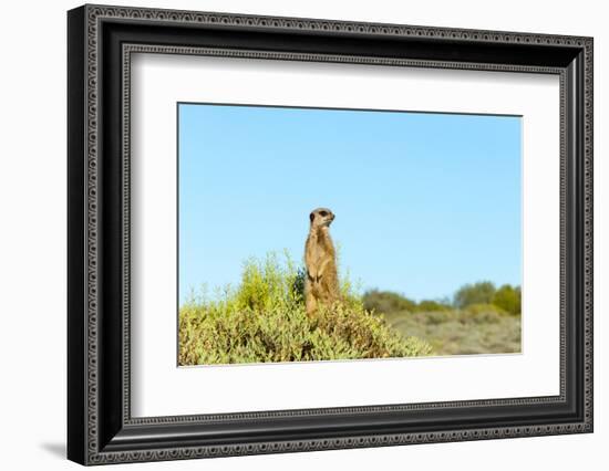 Meerkat. Western Cape Province, South Africa.-Keren Su-Framed Photographic Print