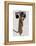 Meerkat with Boom Box Ghetto Blaster-Fab Funky-Framed Stretched Canvas