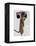 Meerkat with Boom Box Ghetto Blaster-Fab Funky-Framed Stretched Canvas