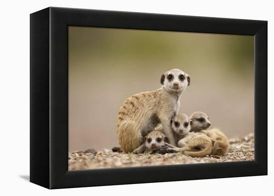 Meerkat with Pups-Paul Souders-Framed Premier Image Canvas