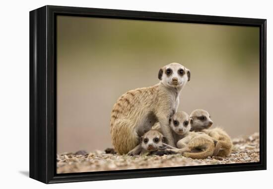 Meerkat with Pups-Paul Souders-Framed Premier Image Canvas