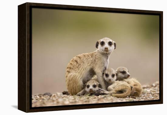 Meerkat with Pups-Paul Souders-Framed Premier Image Canvas