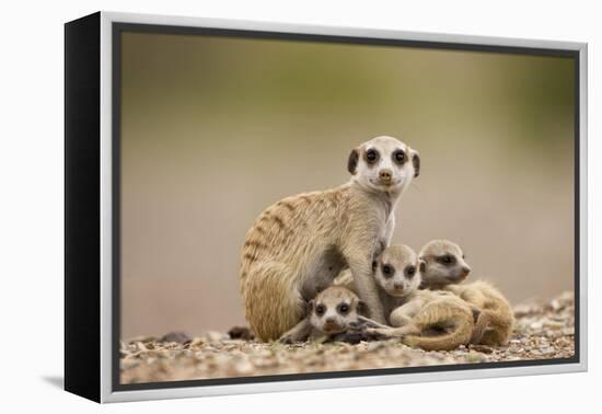 Meerkat with Pups-Paul Souders-Framed Premier Image Canvas