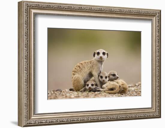 Meerkat with Pups-Paul Souders-Framed Photographic Print