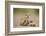 Meerkat with Pups-Paul Souders-Framed Photographic Print