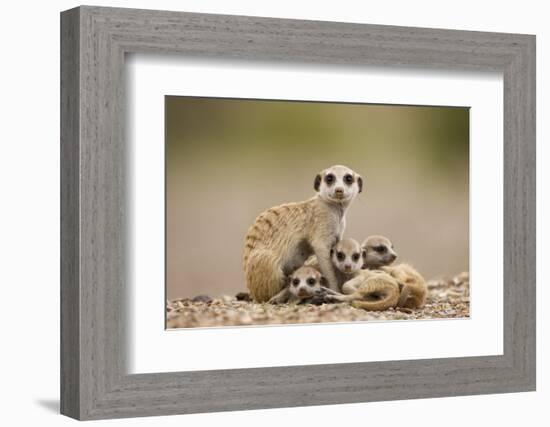 Meerkat with Pups-Paul Souders-Framed Photographic Print