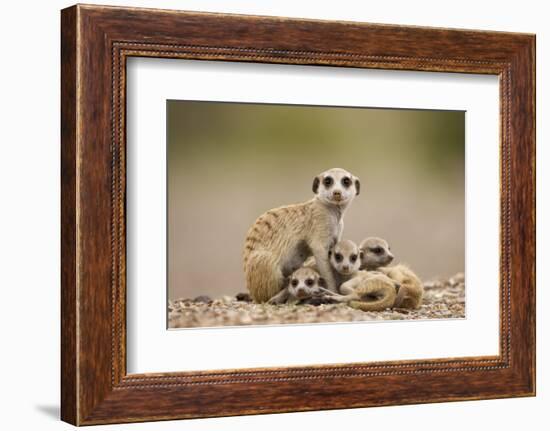 Meerkat with Pups-Paul Souders-Framed Photographic Print