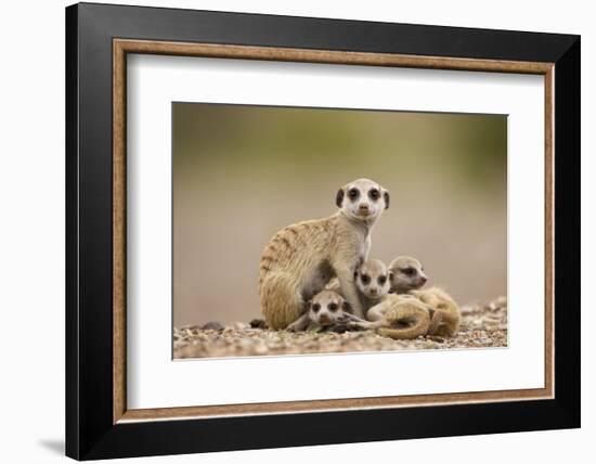 Meerkat with Pups-Paul Souders-Framed Photographic Print