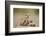 Meerkat with Pups-Paul Souders-Framed Photographic Print