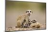 Meerkat with Pups-Paul Souders-Mounted Photographic Print