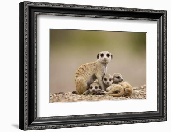 Meerkat with Pups-Paul Souders-Framed Photographic Print