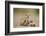 Meerkat with Pups-Paul Souders-Framed Photographic Print