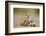 Meerkat with Pups-Paul Souders-Framed Photographic Print