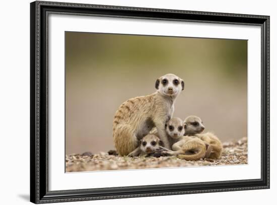 Meerkat with Pups-Paul Souders-Framed Photographic Print