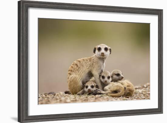 Meerkat with Pups-Paul Souders-Framed Photographic Print