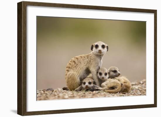 Meerkat with Pups-Paul Souders-Framed Photographic Print