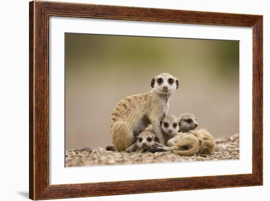 Meerkat with Pups-Paul Souders-Framed Photographic Print