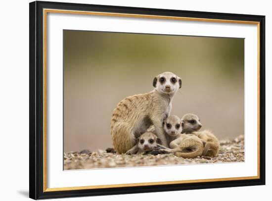 Meerkat with Pups-Paul Souders-Framed Photographic Print