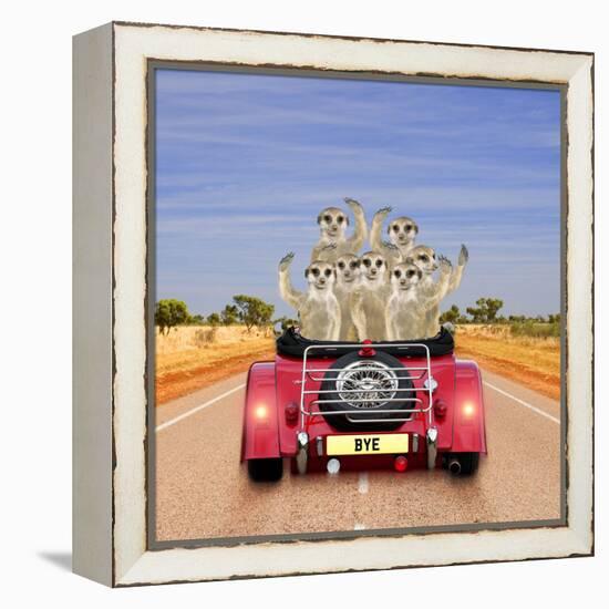 Meerkats in Car Waving-null-Framed Premier Image Canvas