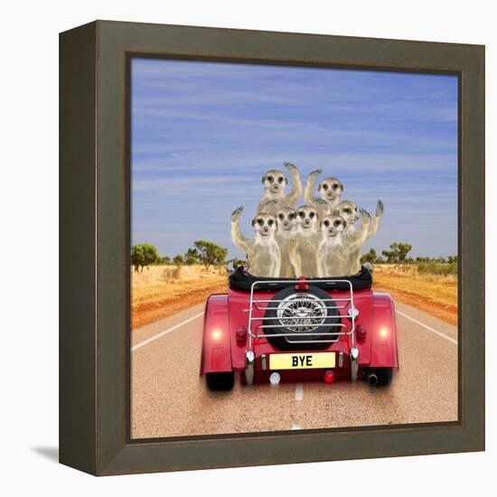 Meerkats in Car Waving-null-Framed Premier Image Canvas