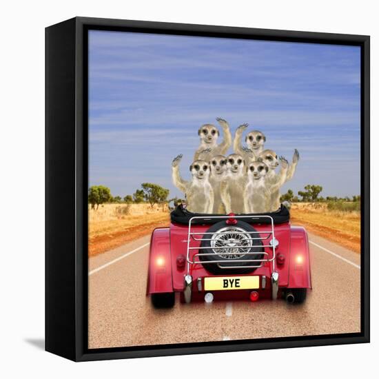 Meerkats in Car Waving-null-Framed Premier Image Canvas