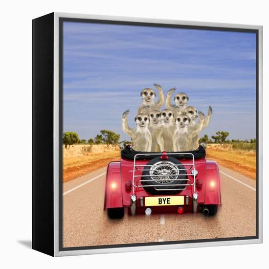 Meerkats in Car Waving-null-Framed Premier Image Canvas