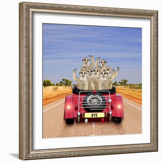 Meerkats in Car Waving-null-Framed Photographic Print