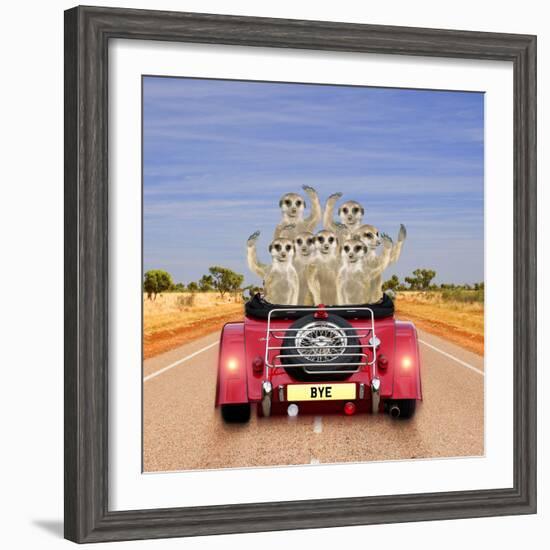 Meerkats in Car Waving--Framed Photographic Print