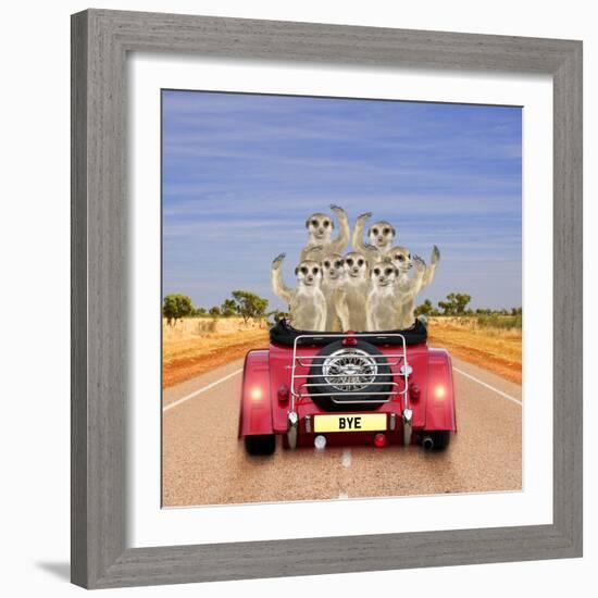 Meerkats in Car Waving-null-Framed Photographic Print