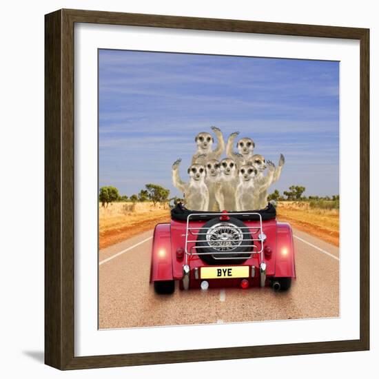 Meerkats in Car Waving--Framed Photographic Print