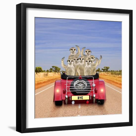 Meerkats in Car Waving-null-Framed Photographic Print