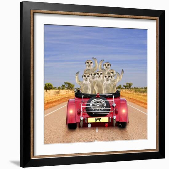 Meerkats in Car Waving-null-Framed Photographic Print