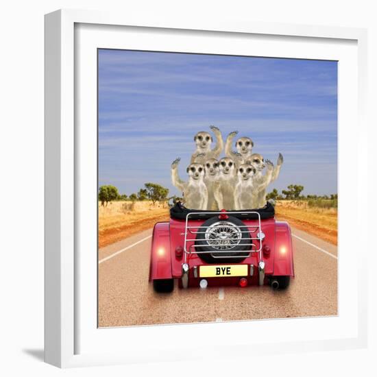 Meerkats in Car Waving-null-Framed Photographic Print