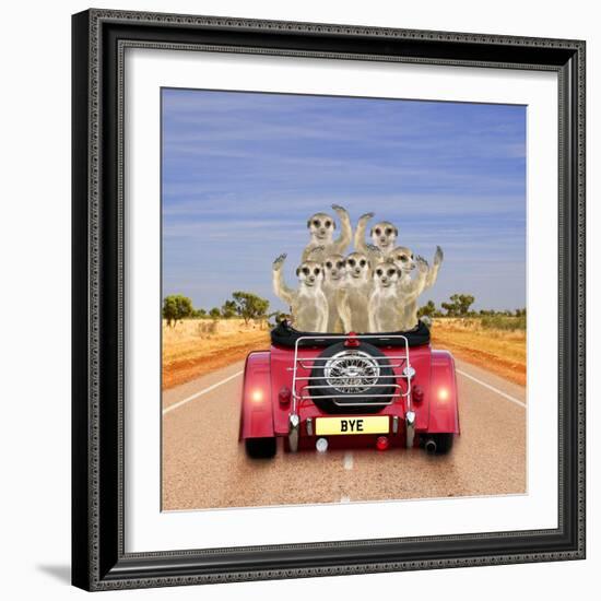 Meerkats in Car Waving-null-Framed Photographic Print