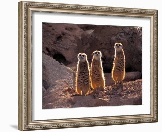 Meerkats in the Phoenix Zoo, Arizona, USA-Charles Sleicher-Framed Photographic Print