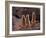 Meerkats in the Phoenix Zoo, Arizona, USA-Charles Sleicher-Framed Photographic Print