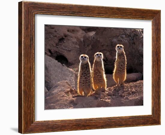 Meerkats in the Phoenix Zoo, Arizona, USA-Charles Sleicher-Framed Photographic Print