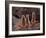 Meerkats in the Phoenix Zoo, Arizona, USA-Charles Sleicher-Framed Photographic Print