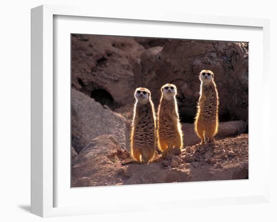 Meerkats in the Phoenix Zoo, Arizona, USA-Charles Sleicher-Framed Photographic Print