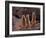 Meerkats in the Phoenix Zoo, Arizona, USA-Charles Sleicher-Framed Photographic Print