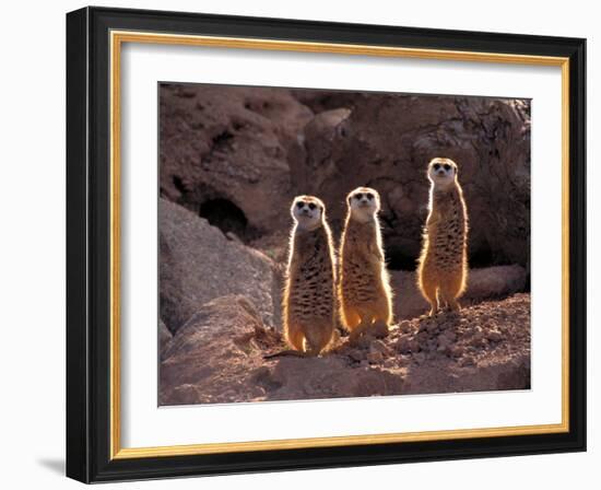 Meerkats in the Phoenix Zoo, Arizona, USA-Charles Sleicher-Framed Photographic Print