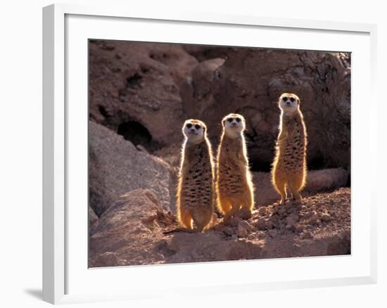 Meerkats in the Phoenix Zoo, Arizona, USA-Charles Sleicher-Framed Photographic Print