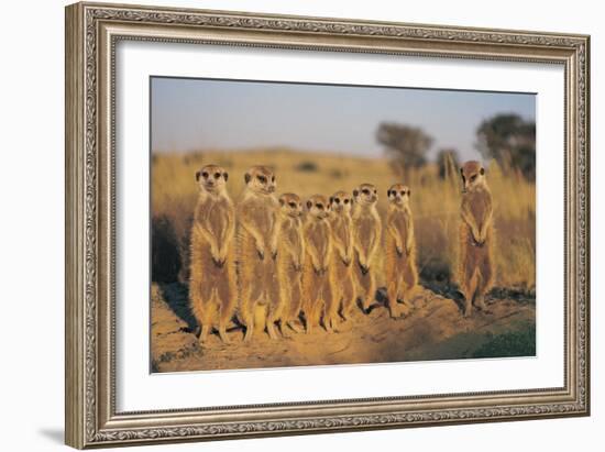 Meerkats Lined Up-Lantern Press-Framed Art Print